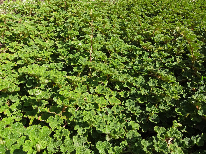 Orange Kryphallon 'Emerald Carpet' P9 kruka (Rubus rolfei)