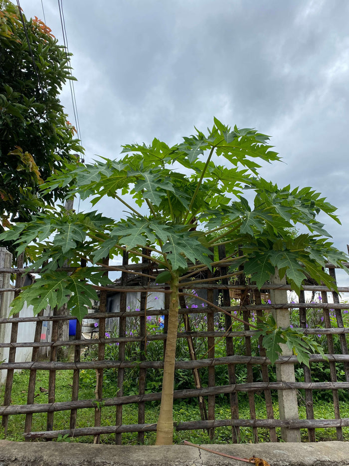 Papaya 'HOLLAND' Träd 30-50 cm (Carica papaya)