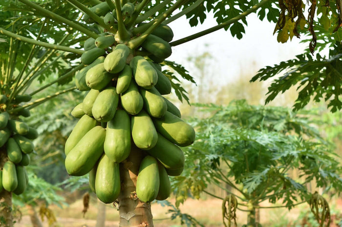 Papaya 'HOLLAND' Träd 30-50 cm (Carica papaya)