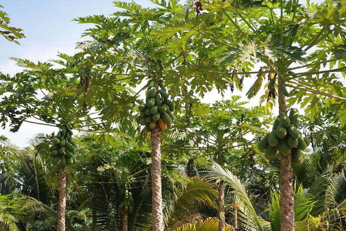 Papaya 'HOLLAND' Träd 30-50 cm (Carica papaya)