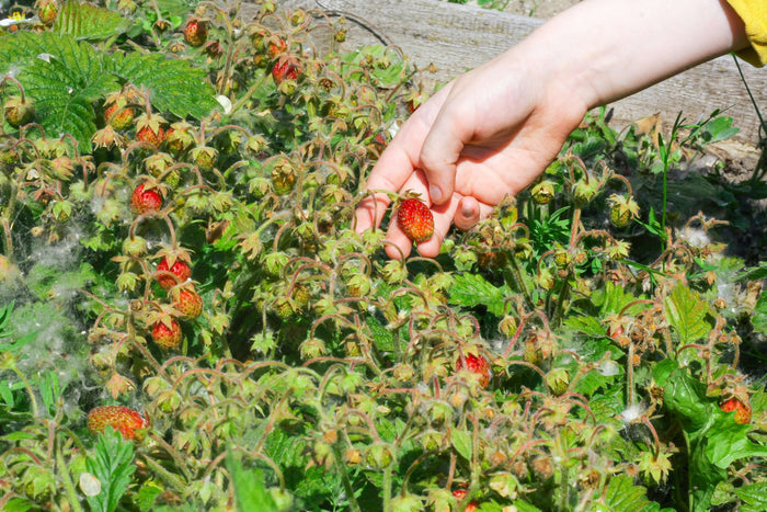 Parksmultron 'Schöne Wienerin' P9 kruka (Fragaria moschata)