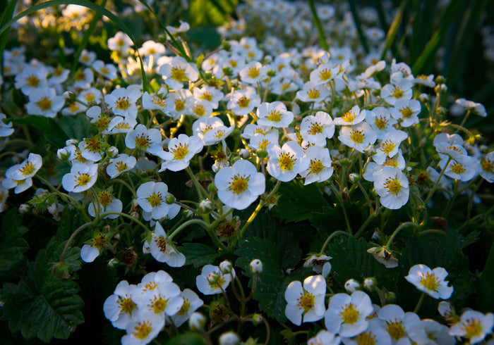 Parksmultron 'Schöne Wienerin' P9 kruka (Fragaria moschata)