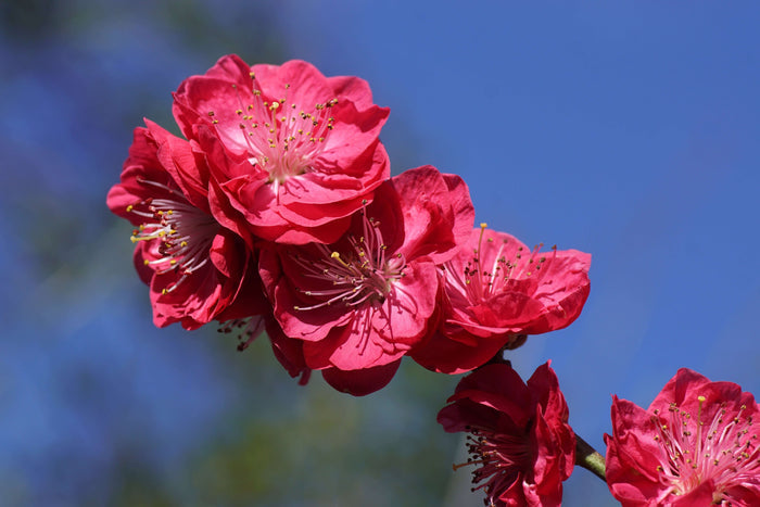 Persika 'Melred' Träd 50-60 cm C4 (Prunus persica)
