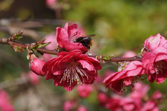 Persika 'Melred' Träd 50-60 cm C4 (Prunus persica)