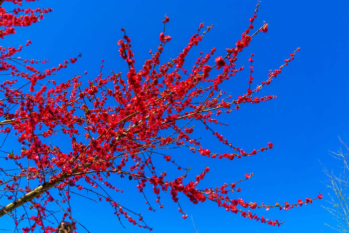 Persika 'Melred' Träd 50-60 cm C4 (Prunus persica)