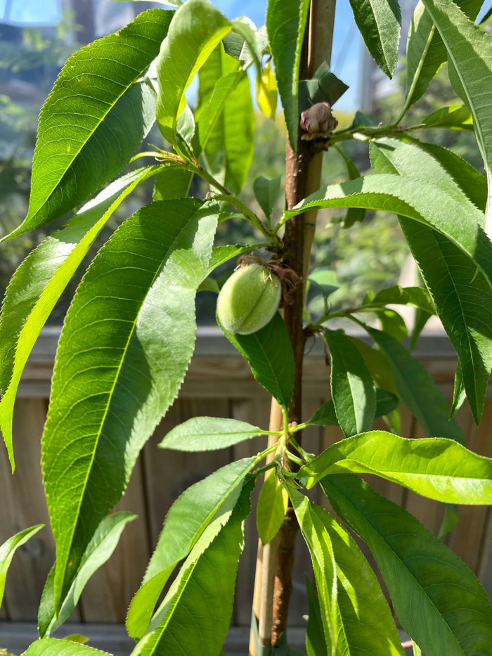 Persika 'Melred' Träd 50-60 cm C4 (Prunus persica)