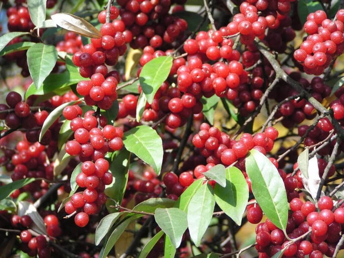 Röd Goumi / Koreansk Silverbuske Pointilla® 'Amoroso' 80-120 cm (Elaeagnus umbellata)
