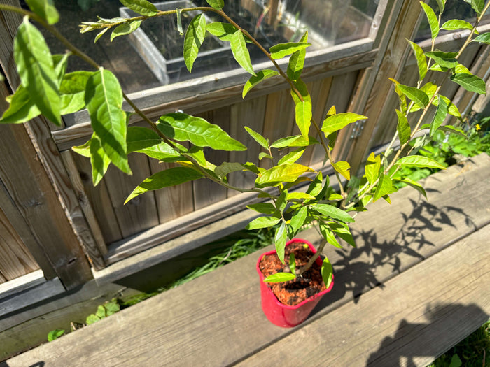 Röd Goumi / Koreansk Silverbuske Pointilla® 'Sweet'N'Sour' 80-120 cm (Elaeagnus umbellata)