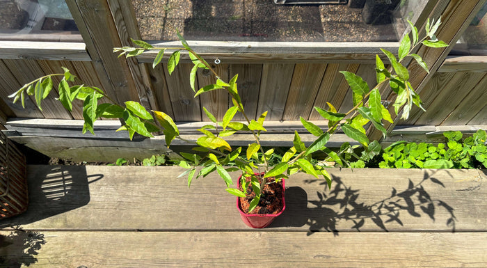 Röd Goumi / Koreansk Silverbuske Pointilla® 'Sweet'N'Sour' 80-120 cm (Elaeagnus umbellata)