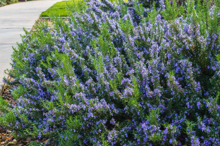 Rosmarin 'Arp': Härdig Sort 5-10 cm (Rosmarinus officinalis)