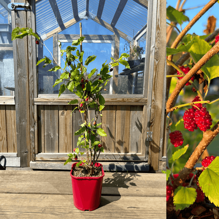 Rött Mullbär 'Red No. 2' 50-80 cm (Morus rubra)