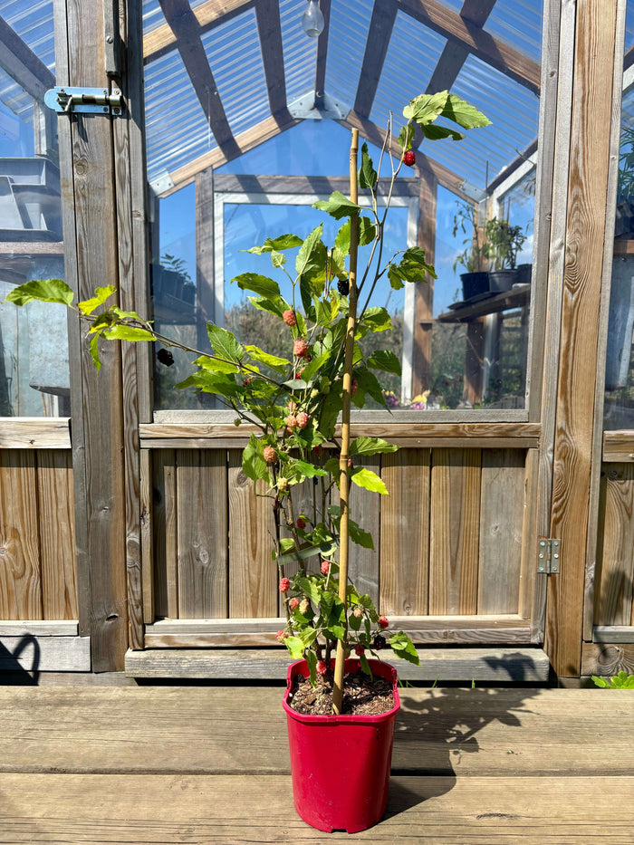 Rött Mullbär 'Red No. 2' 50-80 cm (Morus rubra)
