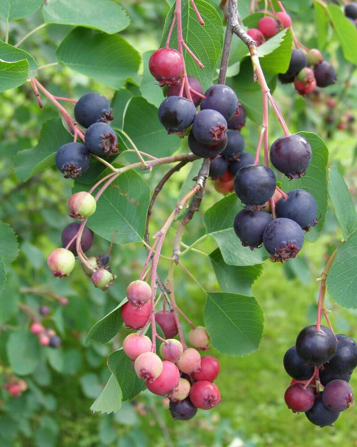 Saskatoon / Bärhäggmispel 'Northline' 50-60 cm (Amelanchier alnifolia)