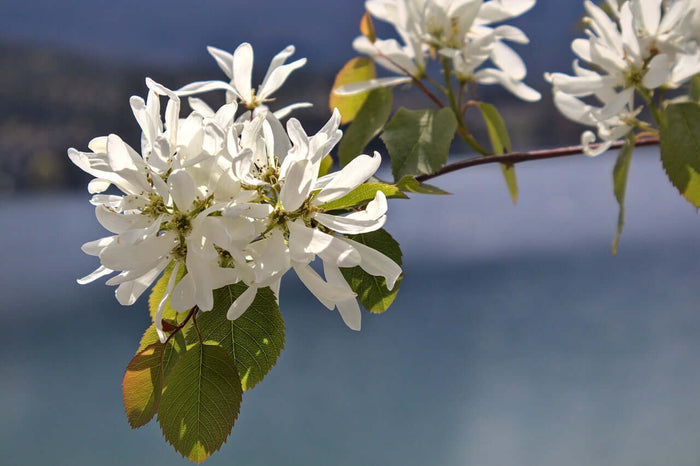 Saskatoon / Bärhäggmispel 'Northline' 50-60 cm (Amelanchier alnifolia)