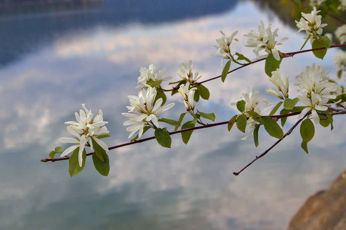Saskatoon / Bärhäggmispel 'Northline' 50-60 cm (Amelanchier alnifolia)