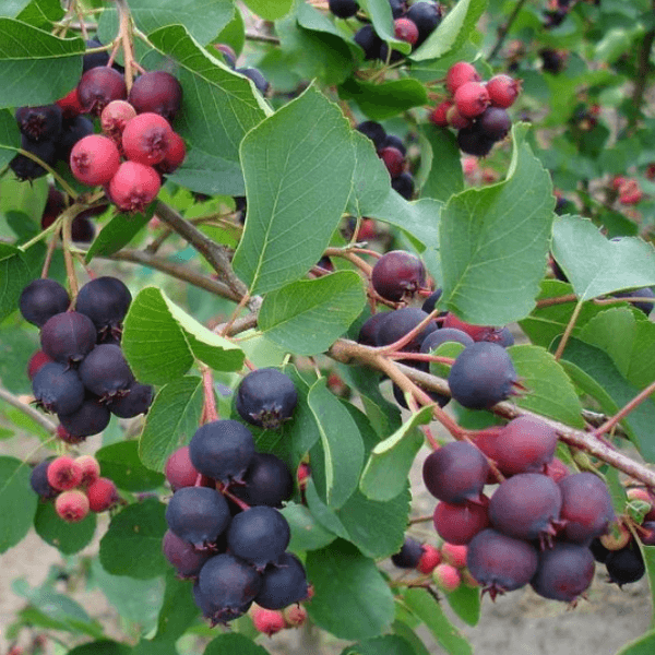 Saskatoon / Bärhäggmispel 'Smoky' 50-60 cm (Amelanchier alnifolia)
