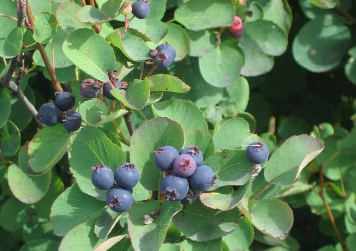 Saskatoon / Bärhäggmispel 'Smoky' 50-60 cm (Amelanchier alnifolia)