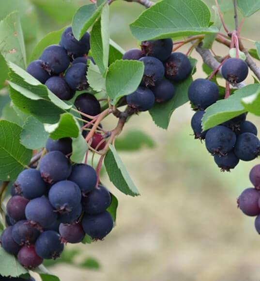 Saskatoon / Bärhäggmispel 'Smoky' 50-60 cm (Amelanchier alnifolia)