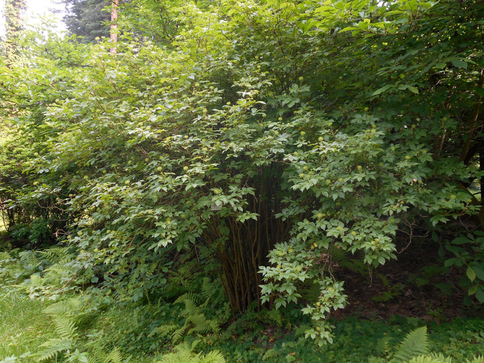 Sibirisk Ginseng Planta 15-20 cm (Eleutherococcus senticosus)
