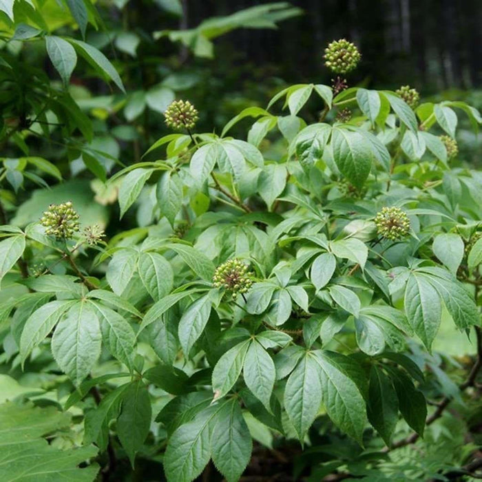 Sibirisk Ginseng / Rysk Rot (Eleutherococcus senticosus)
