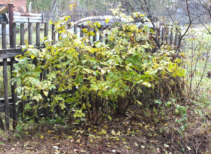 Sibirisk Ginseng / Rysk Rot (Eleutherococcus senticosus)