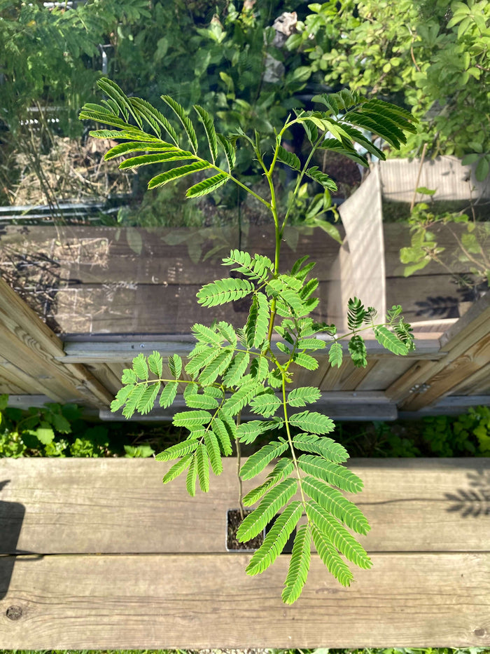 Silkesträd i olika storlekar 80-200 cm (Albizia julibrissin) med grönskande blad i soligt växthus.
