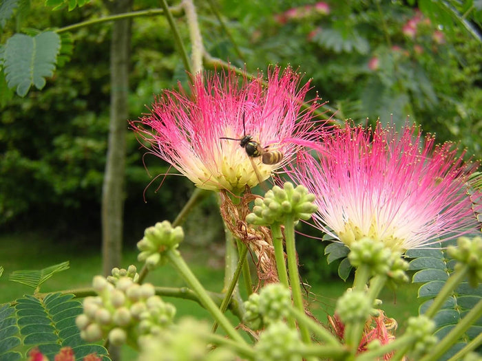 Silkesträd i olika storlekar 80-200 cm (Albizia julibrissin) med en bi som samlar nektar från blommorna.
