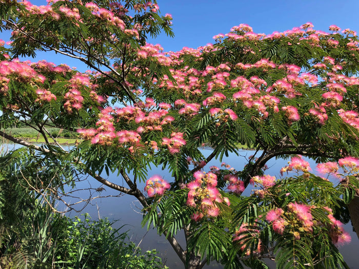 Silkesträd i olika storlekar 80-200 cm (Albizia julibrissin) med rosa blommor vid en sjö.