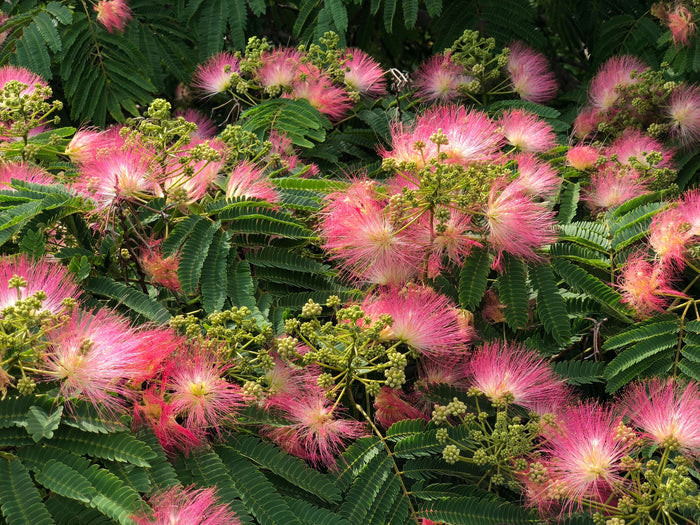 Silkesträd i olika storlekar 80-200 cm (Albizia julibrissin) med rosa blommor och gröna blad.