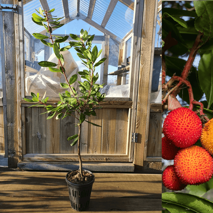 Smultronträd 40-60 cm (Arbutus unedo)