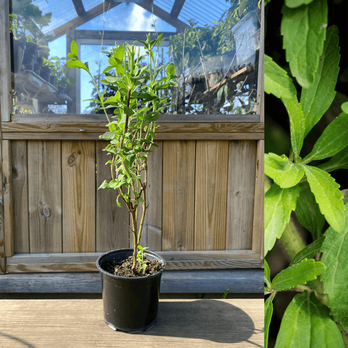Stevia / Sötflockel Planta 30-40 cm (Stevia rebaudiana)