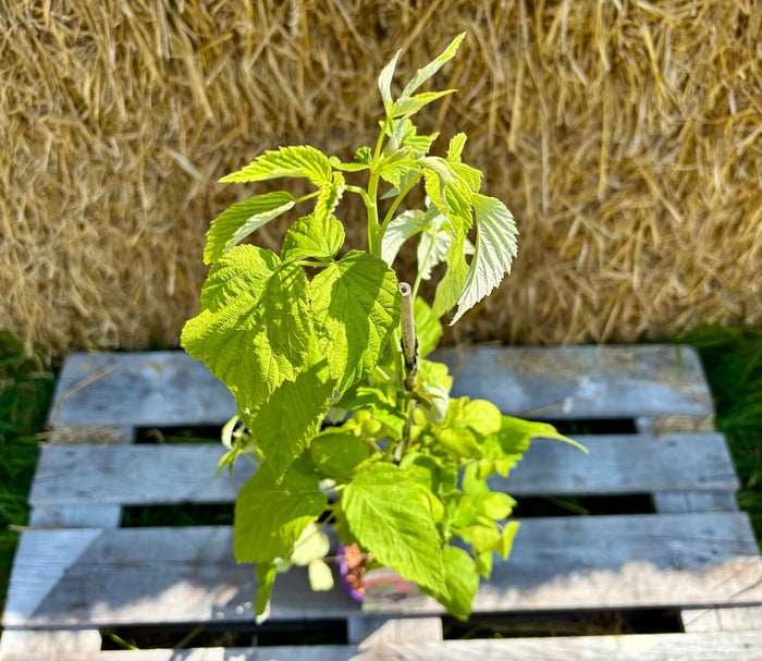 Svart Hallon 'Black Jewel' Planta 60-80 cm (Rubus occidentalis) med frodiga gröna blad på trälåda.