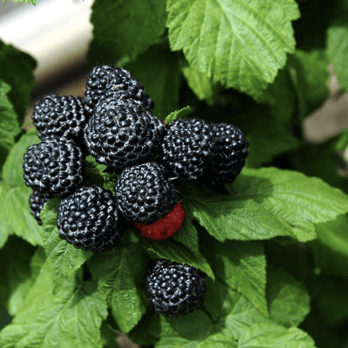 Svart Hallon 'Black Jewel' Planta 60-80 cm (Rubus occidentalis) med mogna svarta och röda bär på grönska.