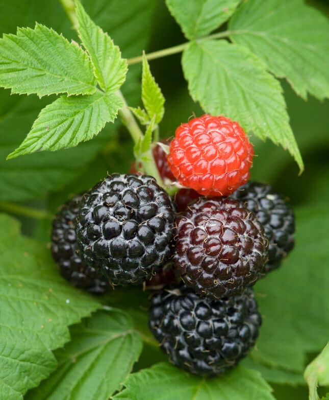 Svart Hallon 'Black Jewel' Planta 60-80 cm (Rubus occidentalis) med svarta och röda bär i grön miljö.