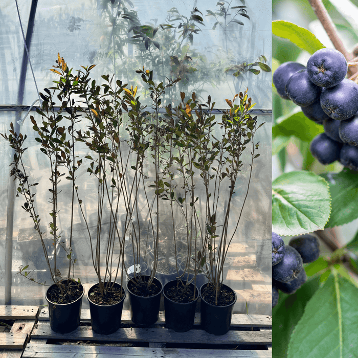 Svartaronia 'Hugin' 60-80 cm (Aronia melanocarpa)