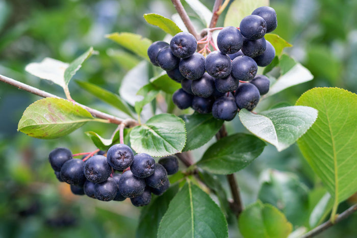 Svartaronia 'Hugin' 60-80 cm (Aronia melanocarpa)
