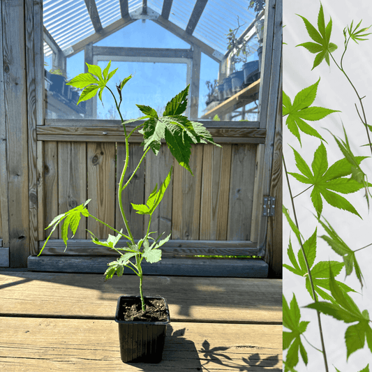 'Sweetleaf®' / Sötblad 10-15 cm (Rubus chingii var. suavissimus)