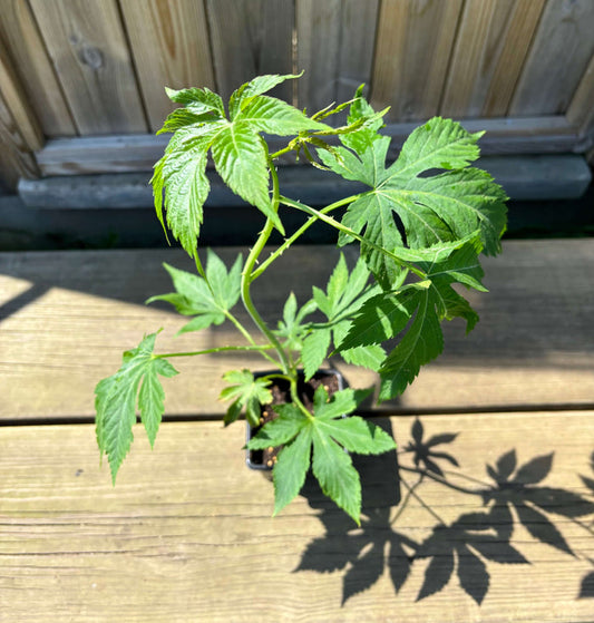 'Sweetleaf®' / Sötblad 10-15 cm (Rubus chingii var. suavissimus)