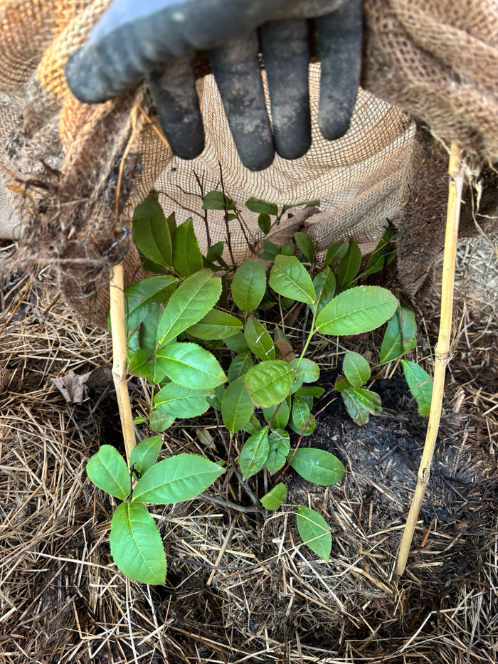 Tebuske / Teträd i olika storlekar 30-70 cm (Camellia sinensis) med nyväxande gröna blad.