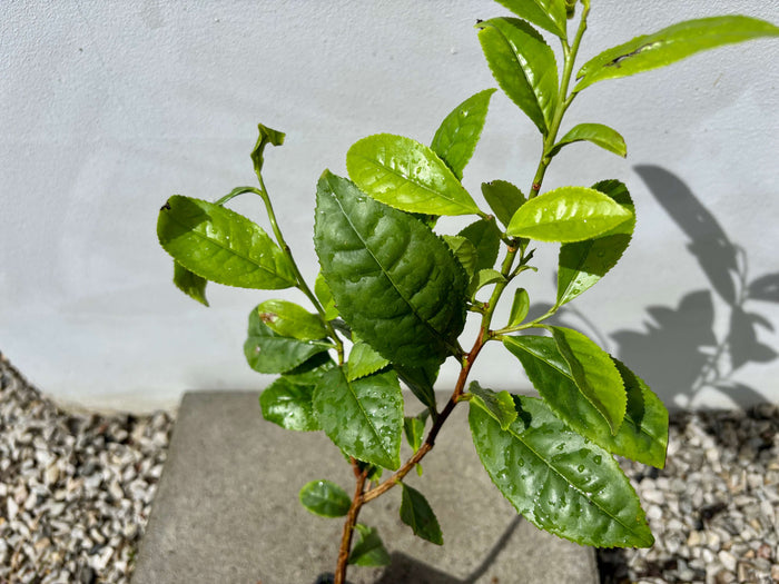 Tebuske 'Georgian Classic': Härdig sort (Camellia sinensis var. sinensis) 30-40 cm, ung teplanta med glänsande gröna blad.