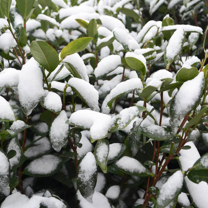 Tebuske / Teträd i olika storlekar 30-70 cm (Camellia sinensis) täckta av snö i trädgården.