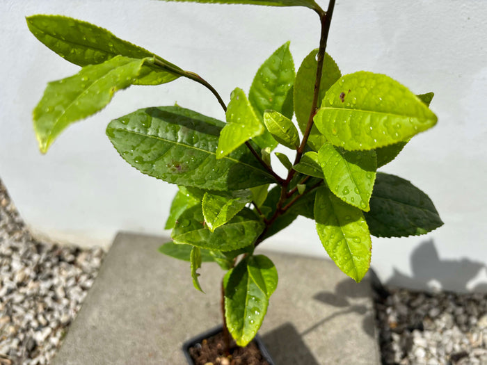 Tebuske 'Kymin': Härdig sort (Camellia sinensis var. sinensis) 30-40 cm med friska gröna blad.