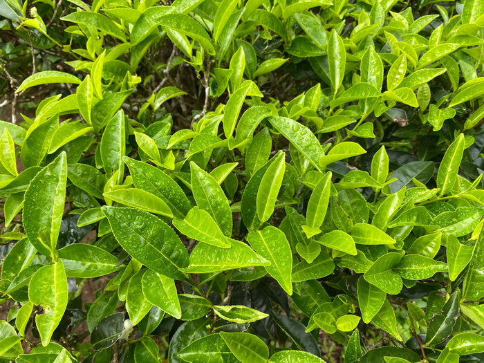 Tebuske / Teträd i olika storlekar 30-70 cm (Camellia sinensis) med gröna, friska blad.