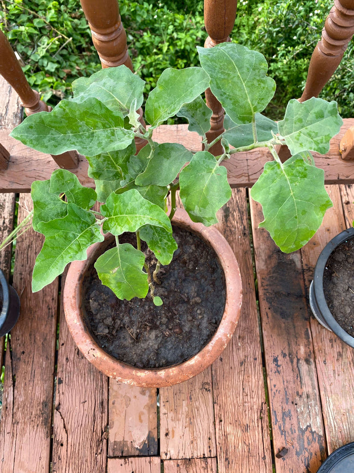 Thailändsk Aubergine 40-60 cm (Solanum melongena)