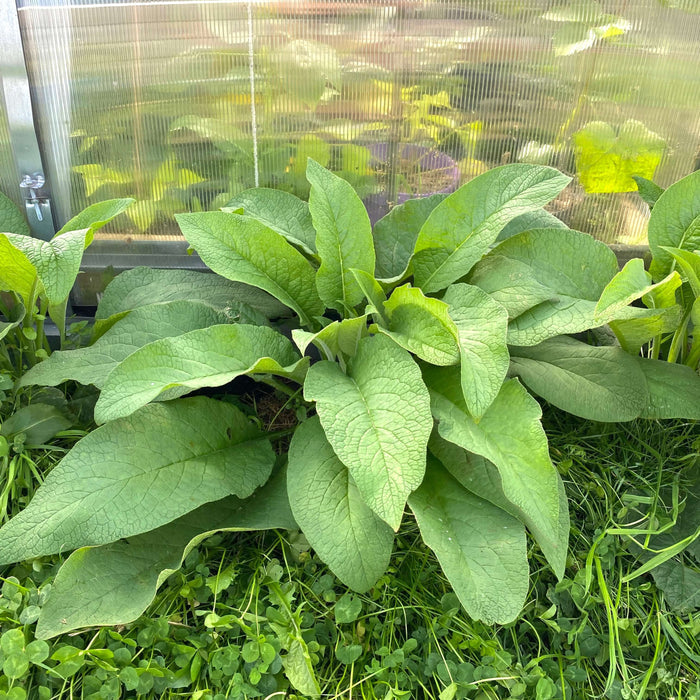 Vallört 'Bocking 14' 3st Rotsticklingar (Symphytum x uplandicum) med stora, gröna blad i växthus.