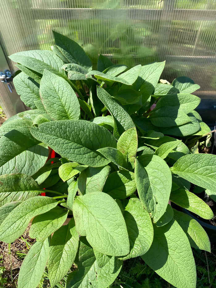 Vallört 'Bocking 14' 3st Rotsticklingar (Symphytum x uplandicum) med frodiga gröna blad i växthusmiljö.