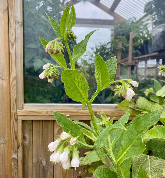 Vallörtsplanta 'Bocking 14' (Symphytum x uplandicum) with flowers in a greenhouse setting.