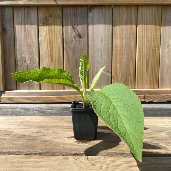 Vallörtsplanta 'Bocking 14' (Symphytum x uplandicum) in a black pot with large green leaves.