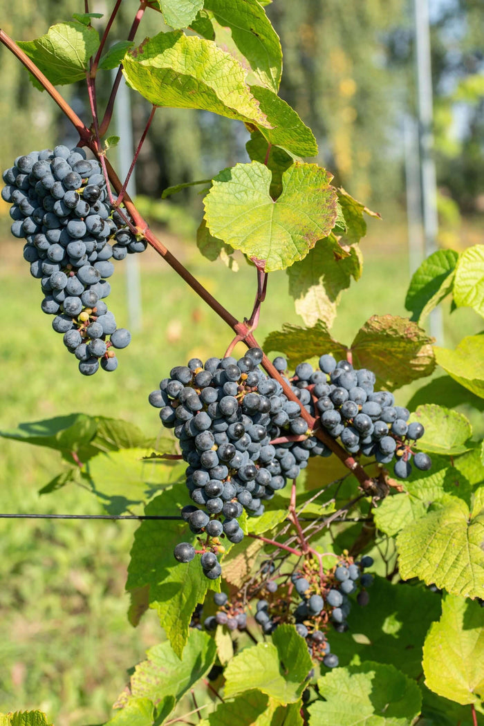 Vindruva / Amurvin: Mycket Härdig Vinranka 60-80 cm (Vitis amurensis) med druvklasar och gröna blad i en vinodling.