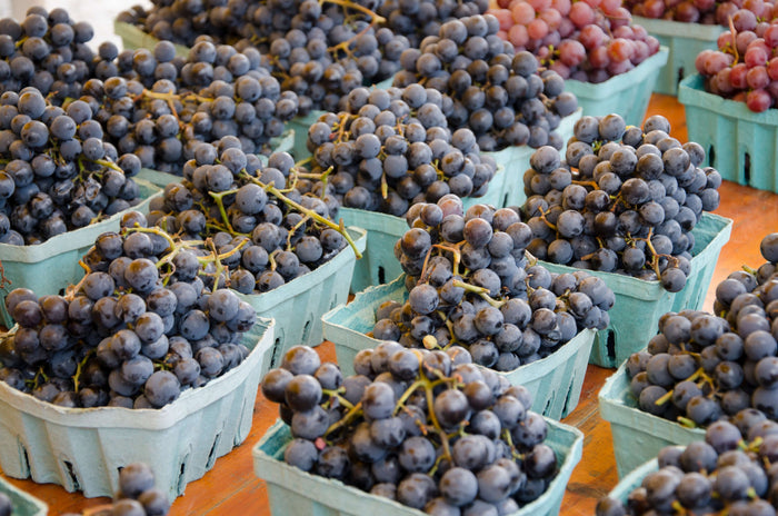 Vindruva / Amurvin: Mycket Härdig Vinranka 60-80 cm (Vitis amurensis) i försäljning